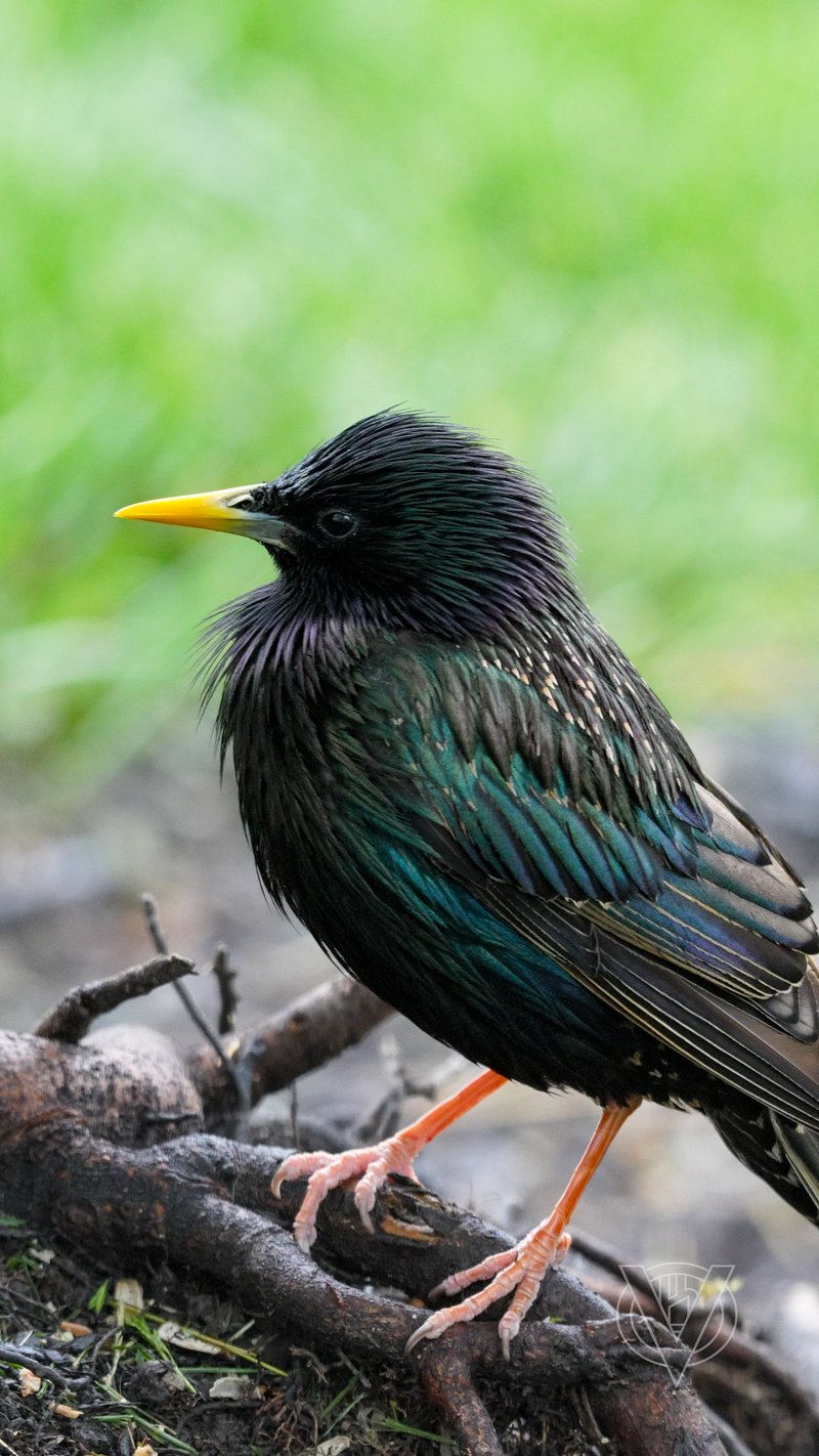 Chirp photo