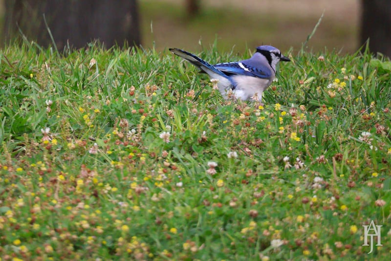 Chirp photo