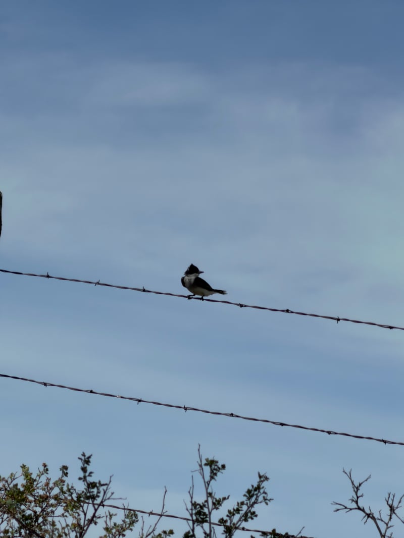 Chirp photo