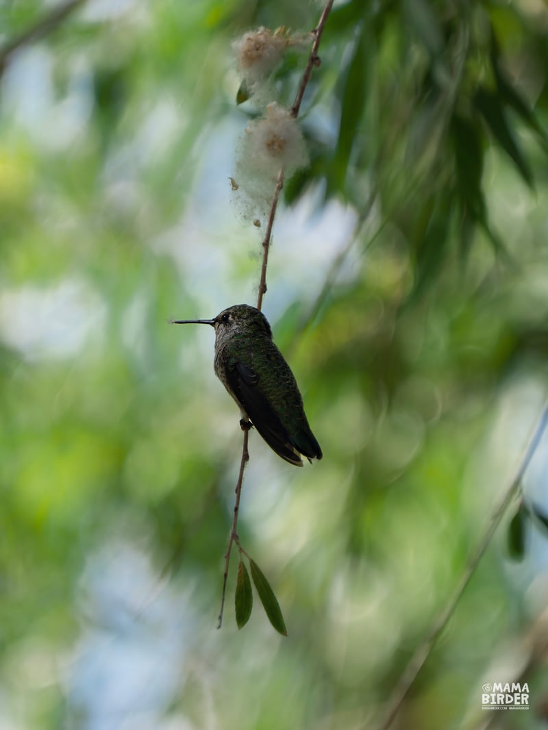 Chirp photo