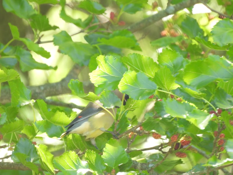 Chirp photo