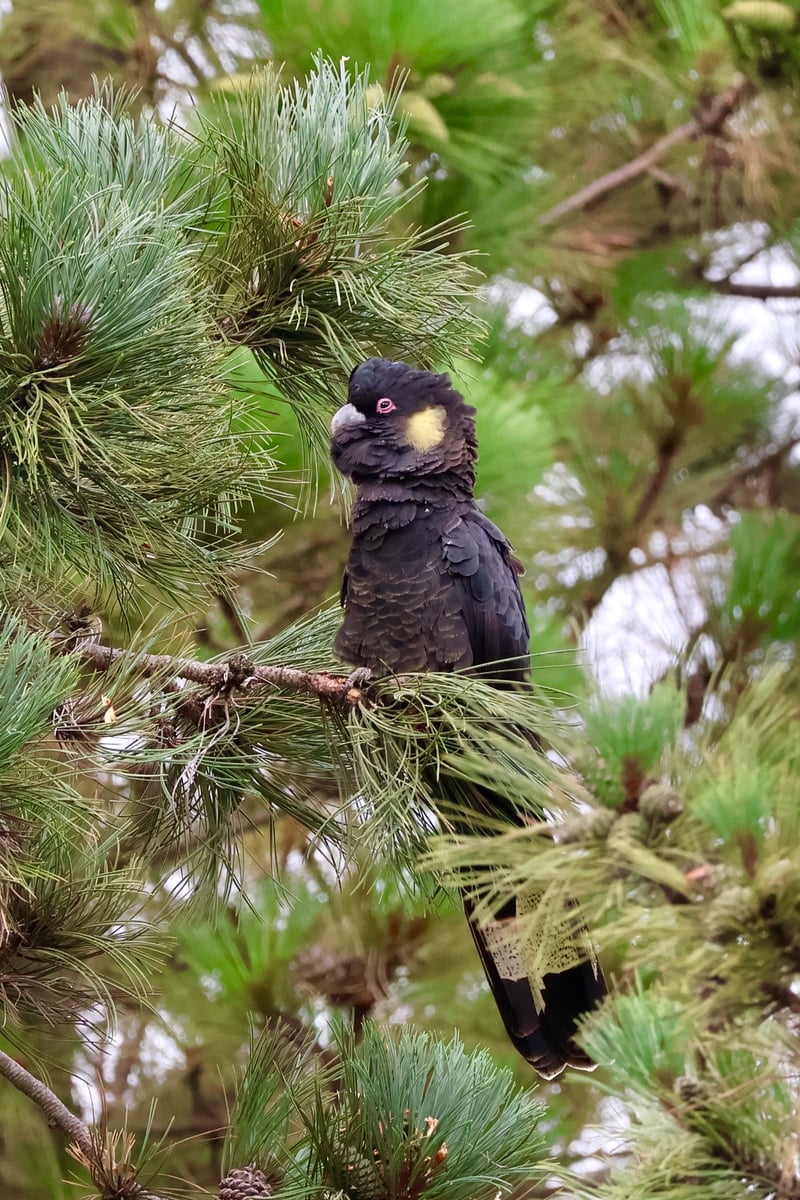 Chirp photo