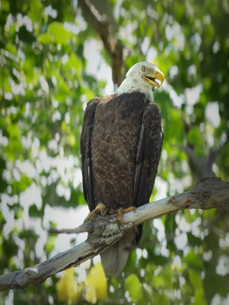 Chirp photo