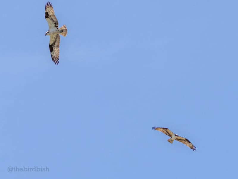 Chirp photo