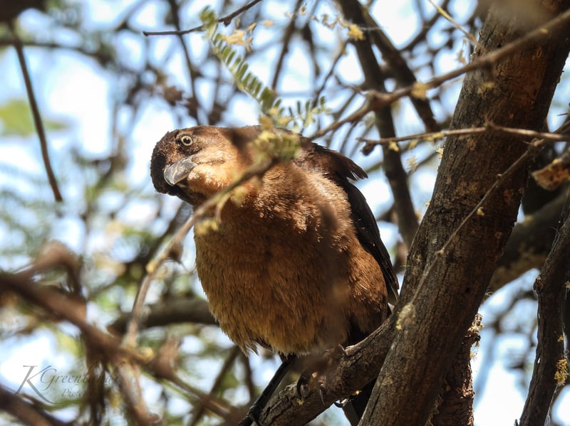 Chirp photo