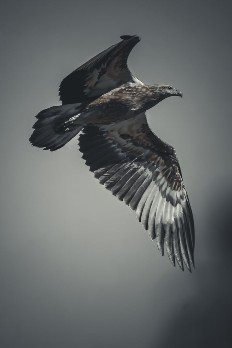 Chirp photo