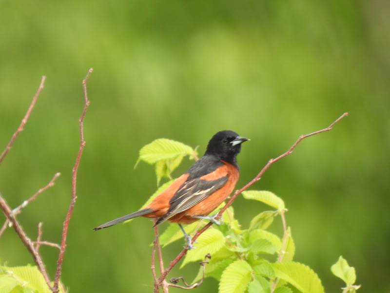 Chirp photo