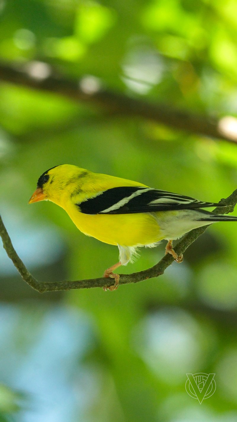 Chirp photo