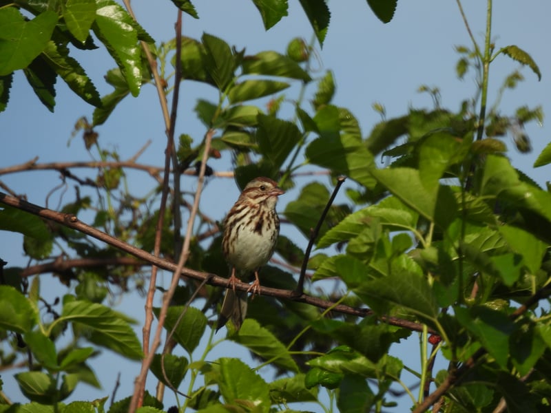 Chirp photo