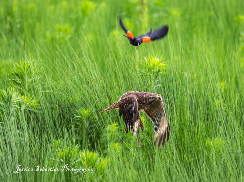 Chirp photo