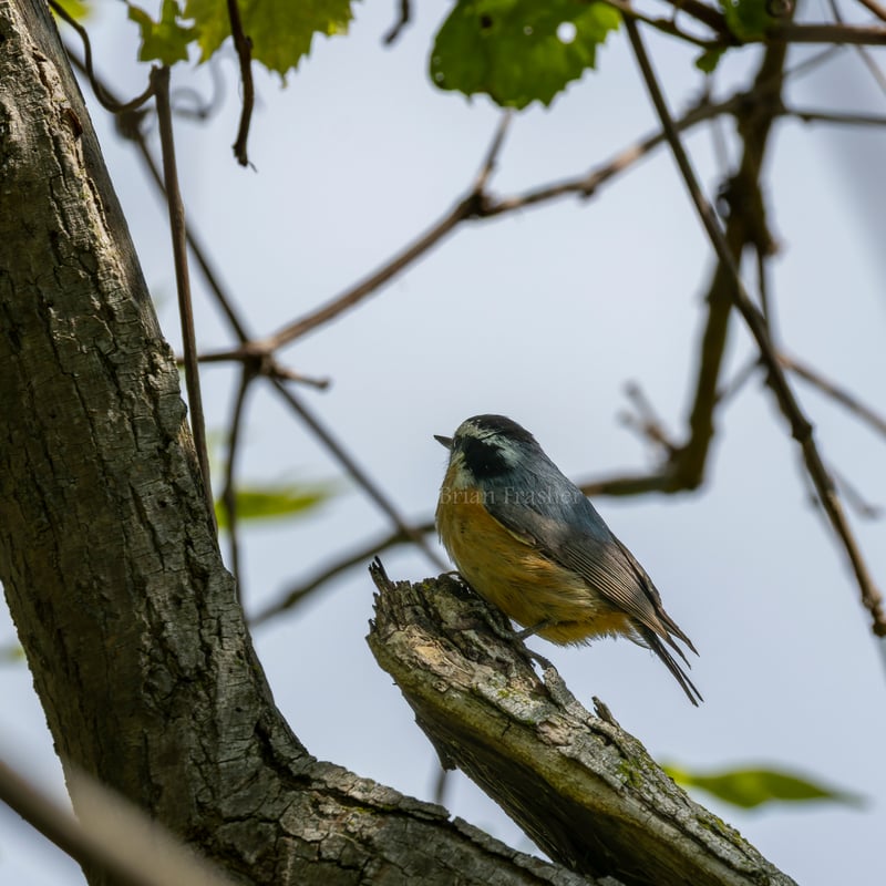 Chirp photo