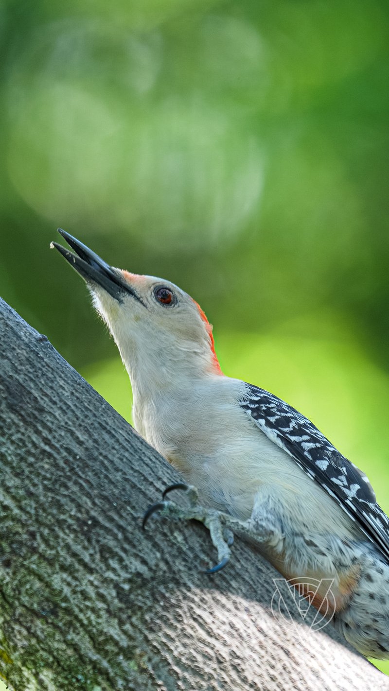 Chirp photo