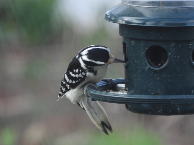 Hairy Woodpecker