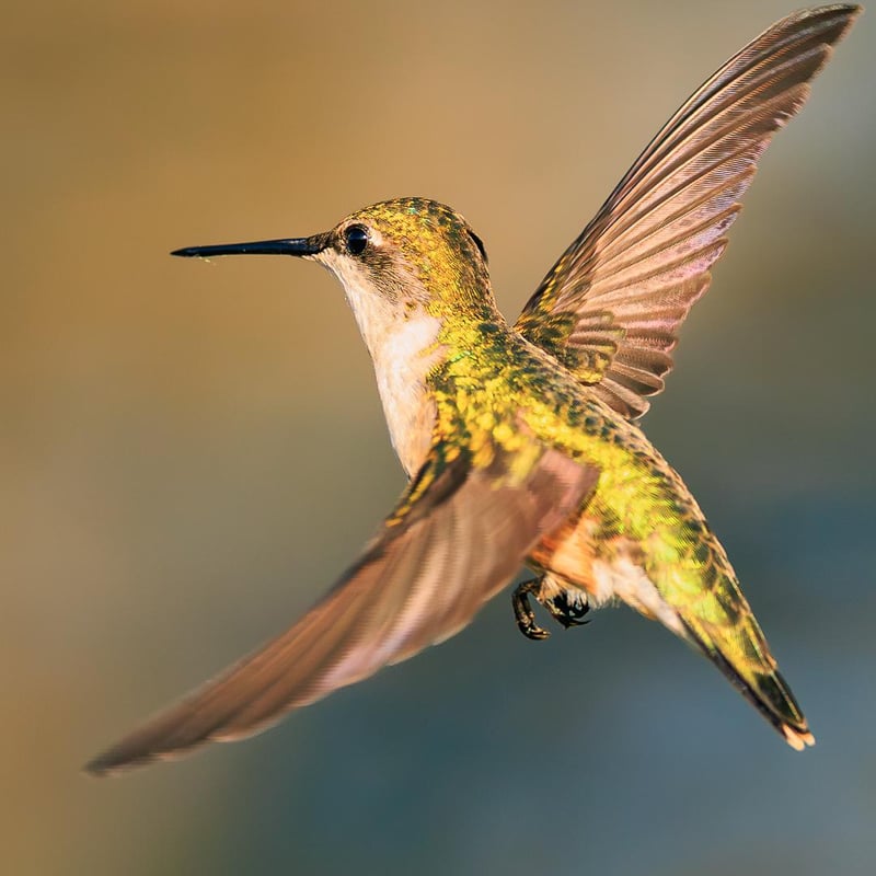 Chirp photo