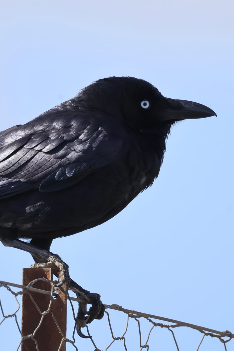 Chirp photo