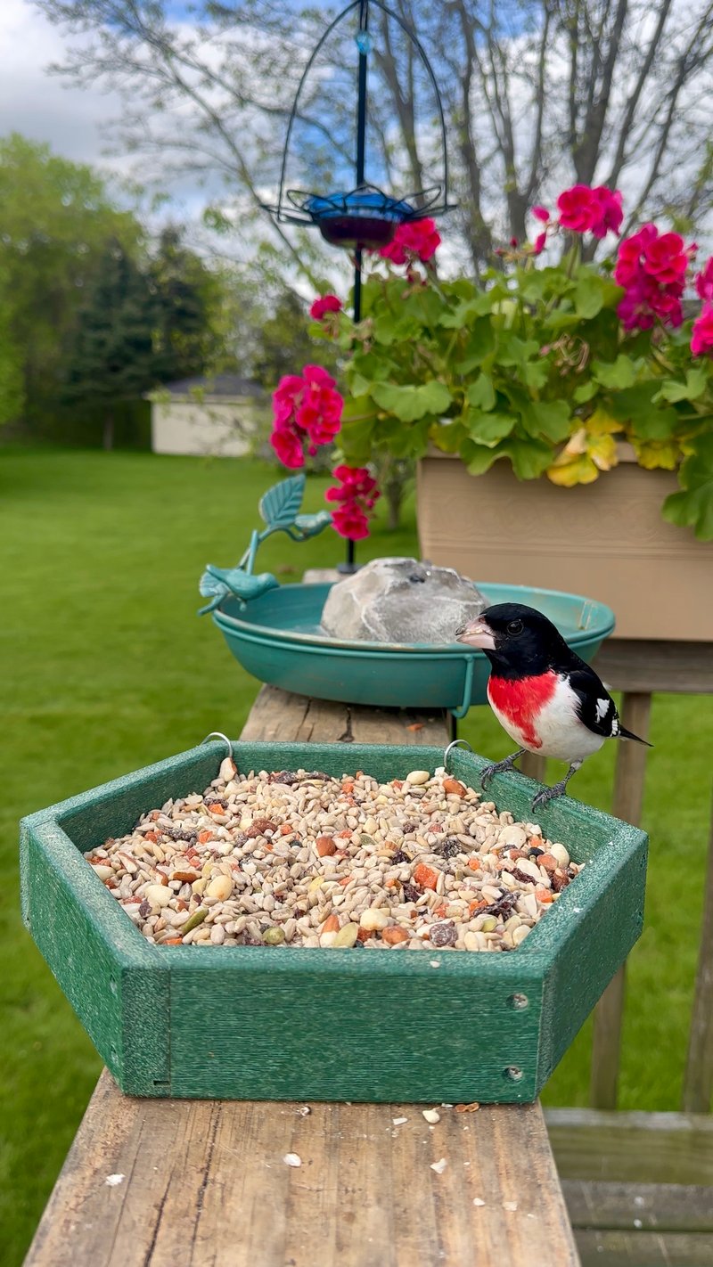 Chirp photo