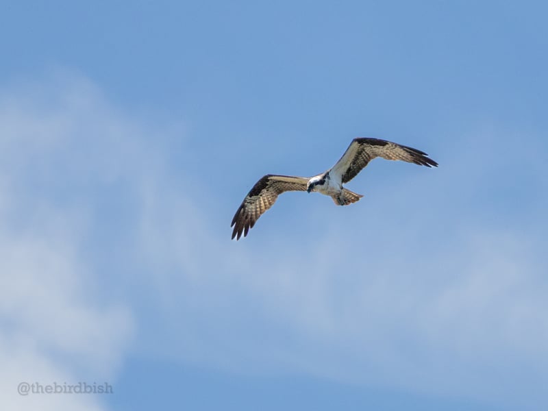 Chirp photo