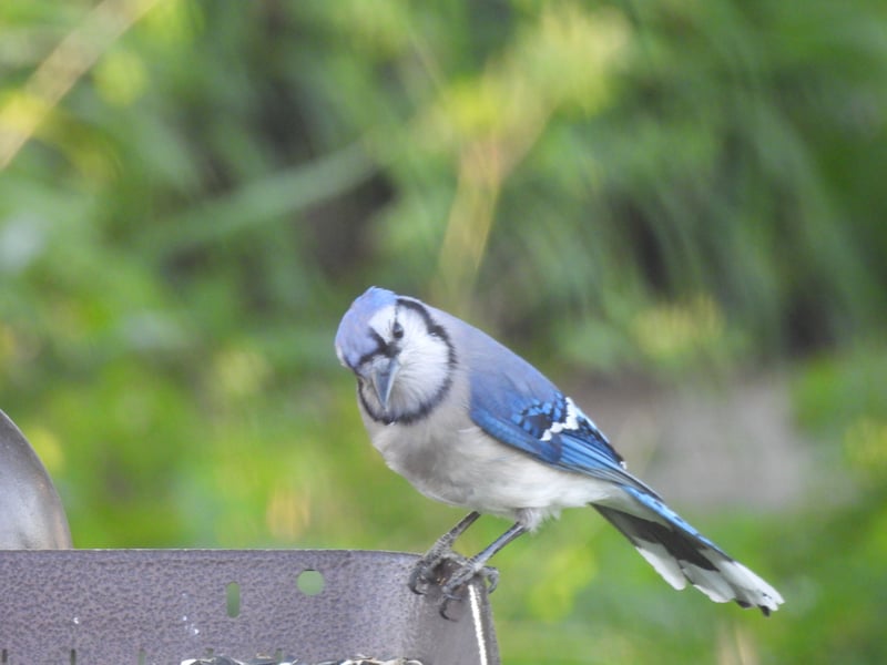 Chirp photo