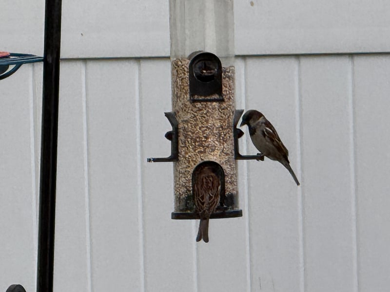 Chirp photo