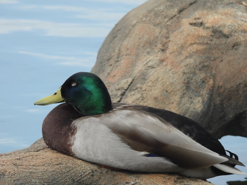 Mallard