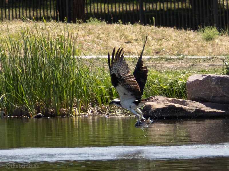 Chirp photo