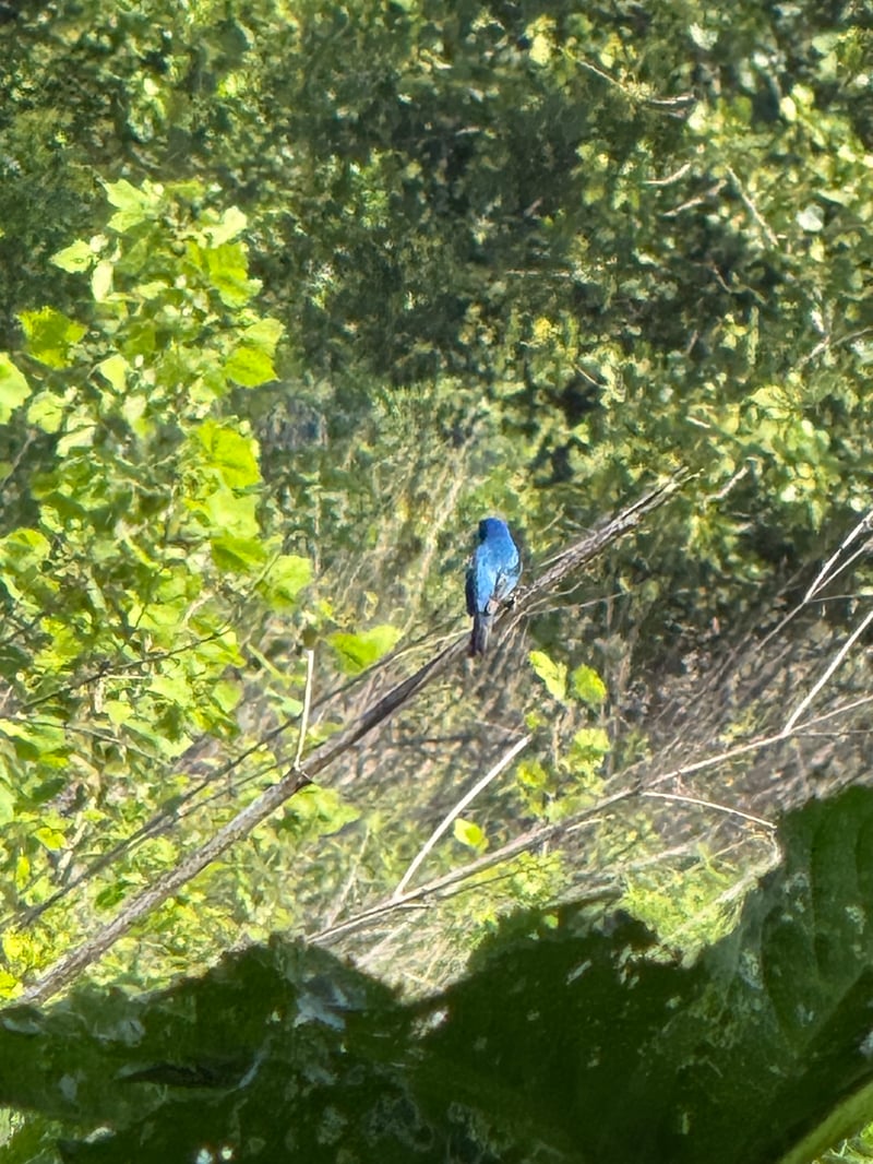 Chirp photo
