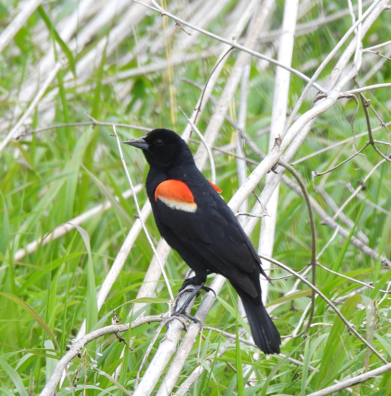 Chirp photo