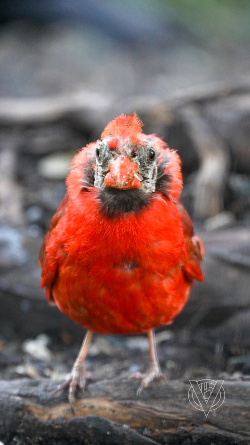 Chirp photo