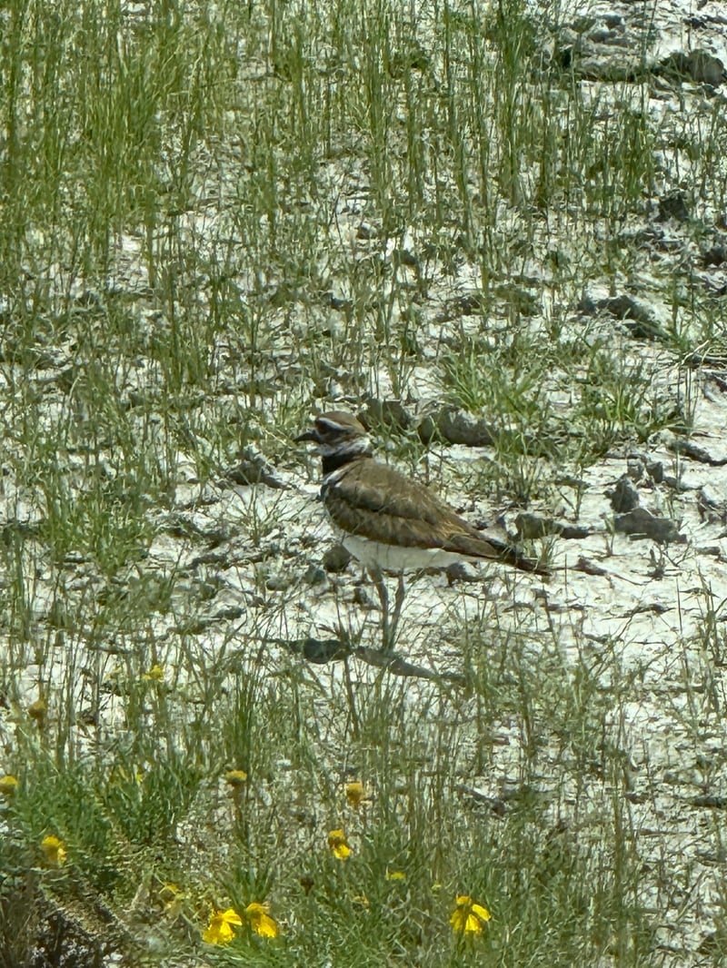 Chirp photo