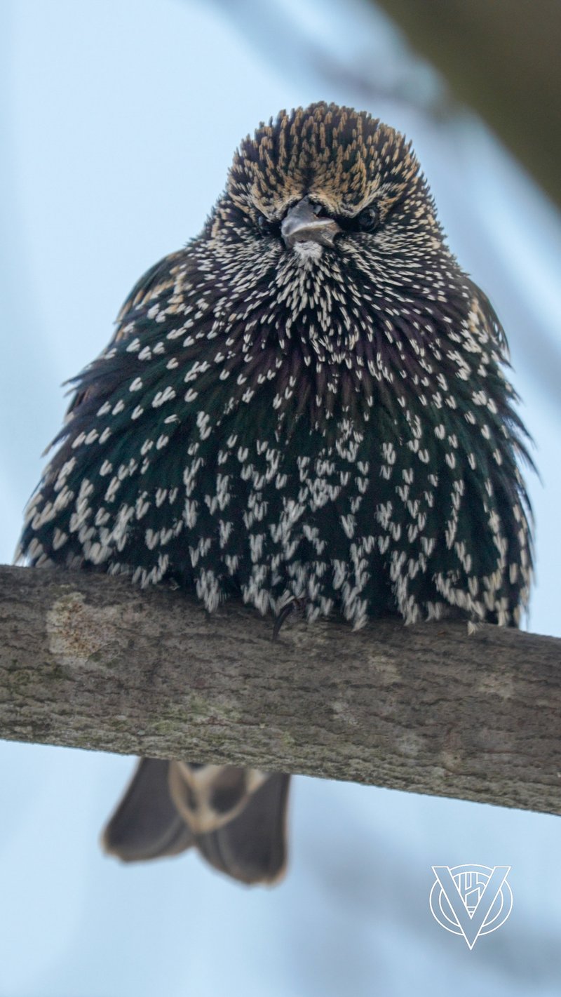 Chirp photo