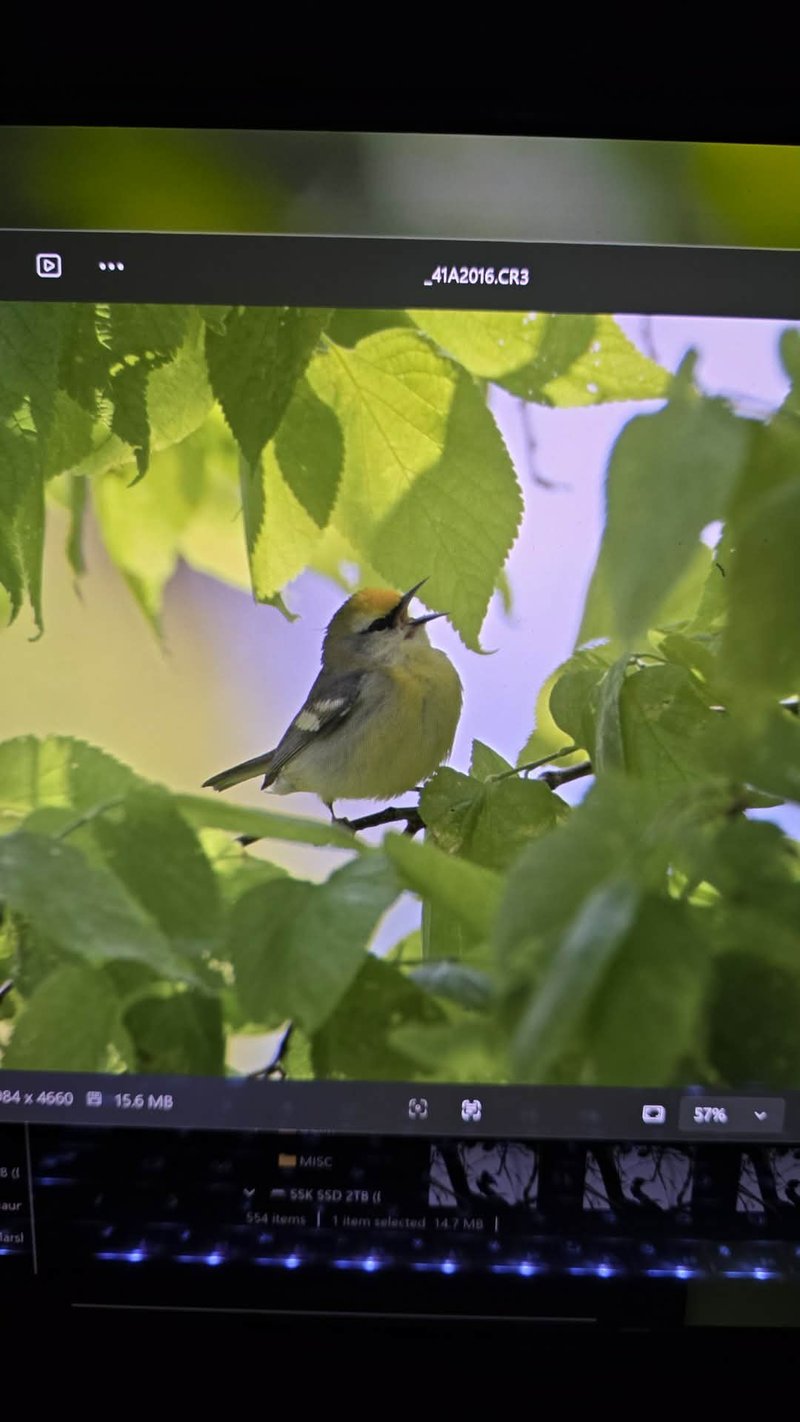 Chirp photo