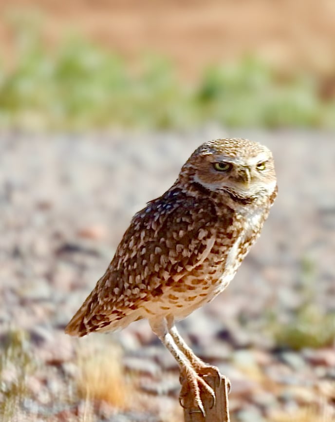 Chirp photo