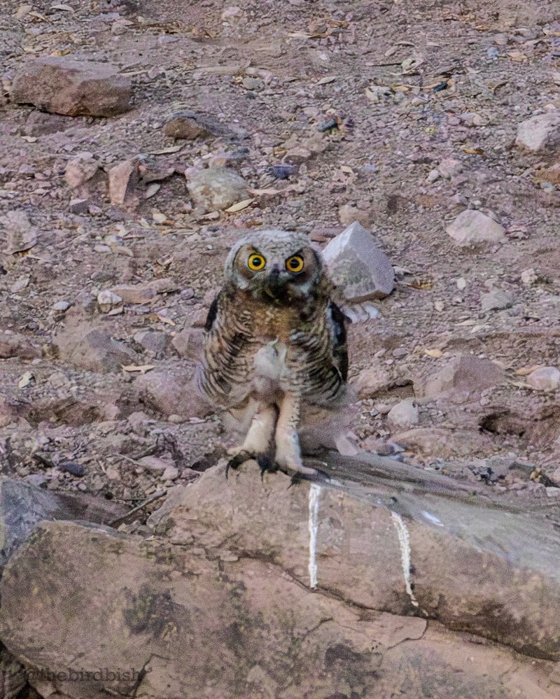 Chirp photo
