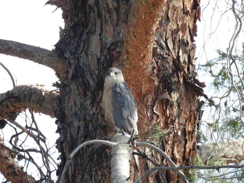 Cooper's Hawk
