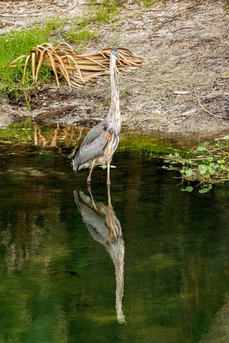 Chirp photo