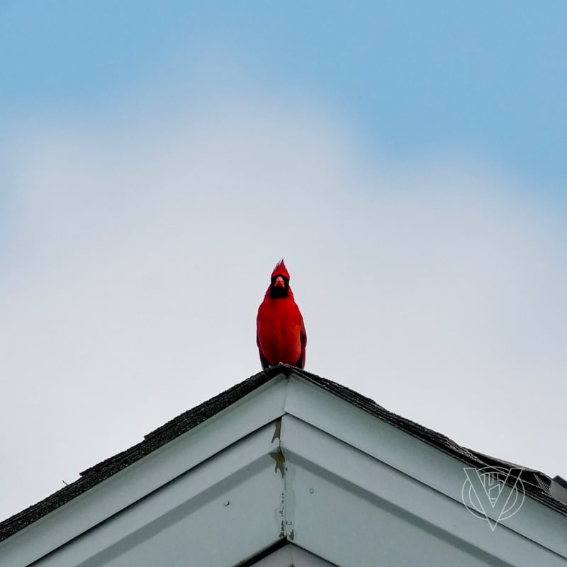 Chirp photo