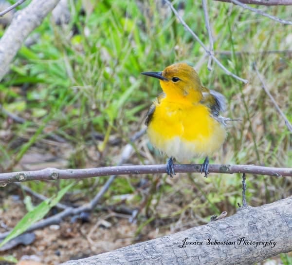 Chirp photo