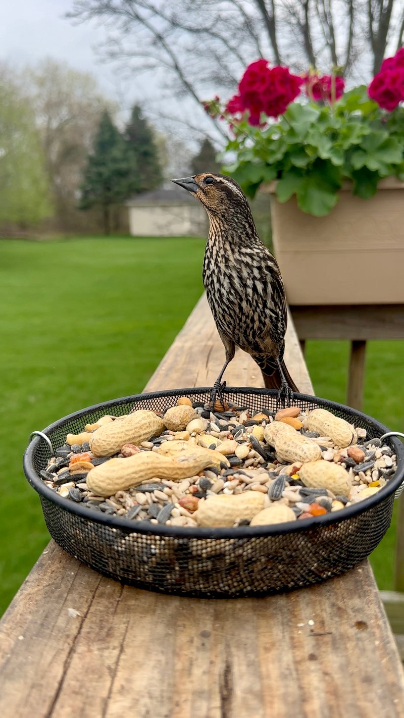 Chirp photo