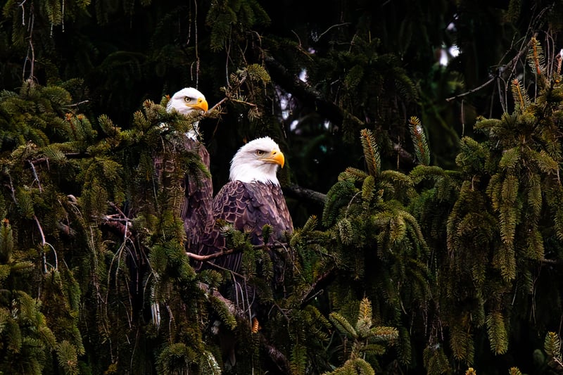 Chirp photo