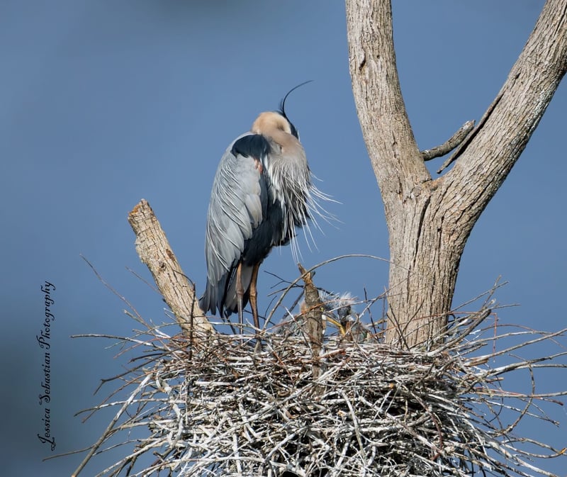 Chirp photo