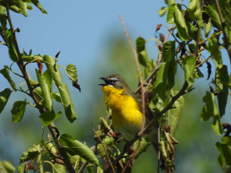 Chirp photo