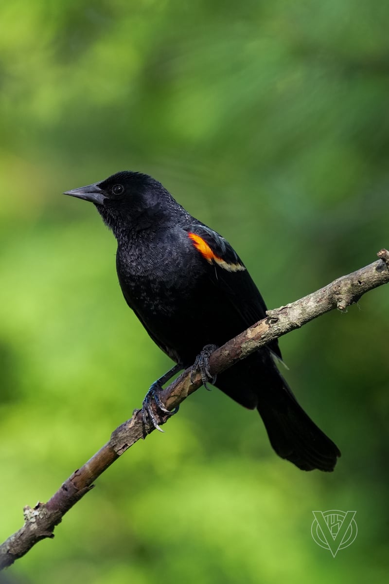 Chirp photo