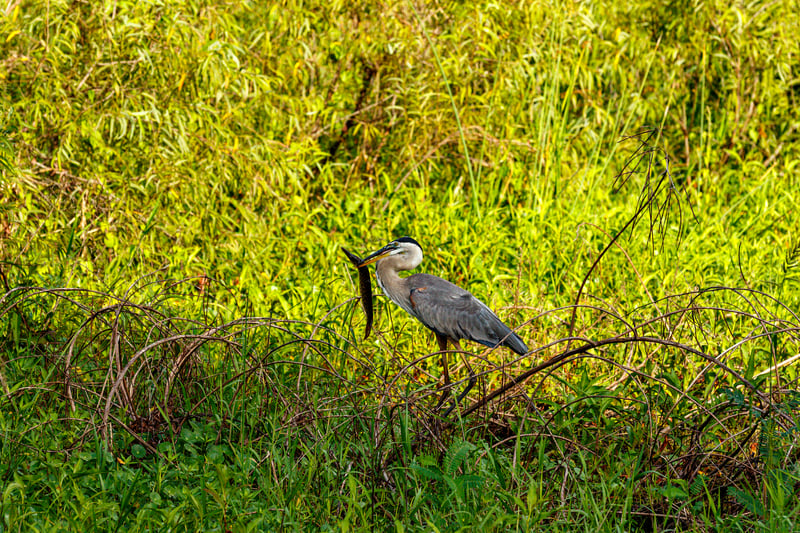 Chirp photo