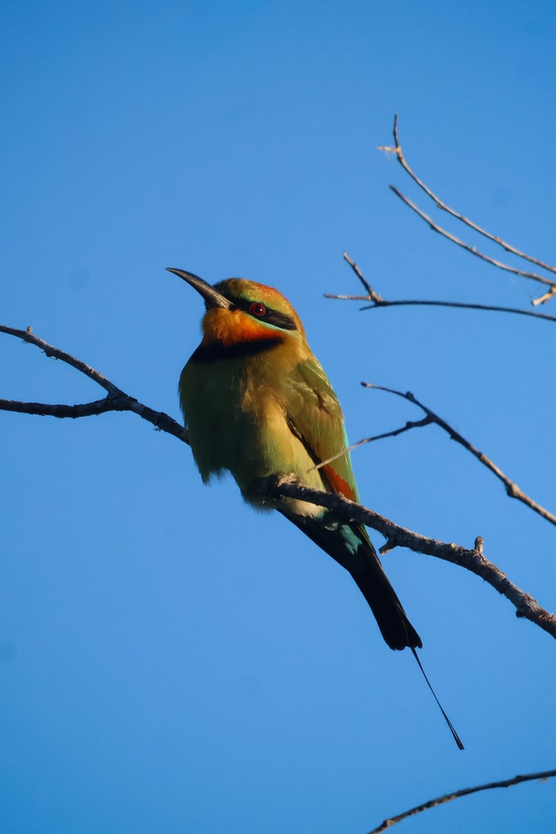 Chirp photo