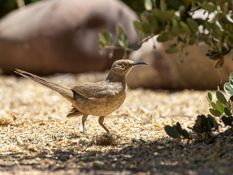 Chirp photo