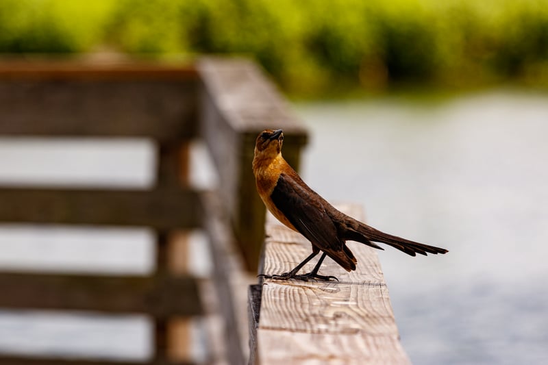 Chirp photo