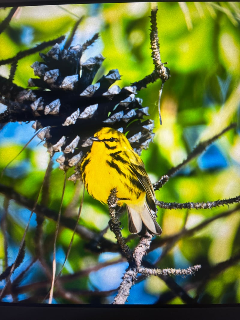 Chirp photo