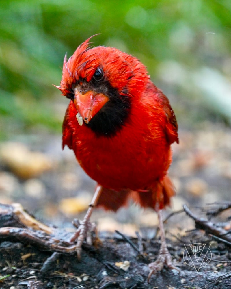 Chirp photo