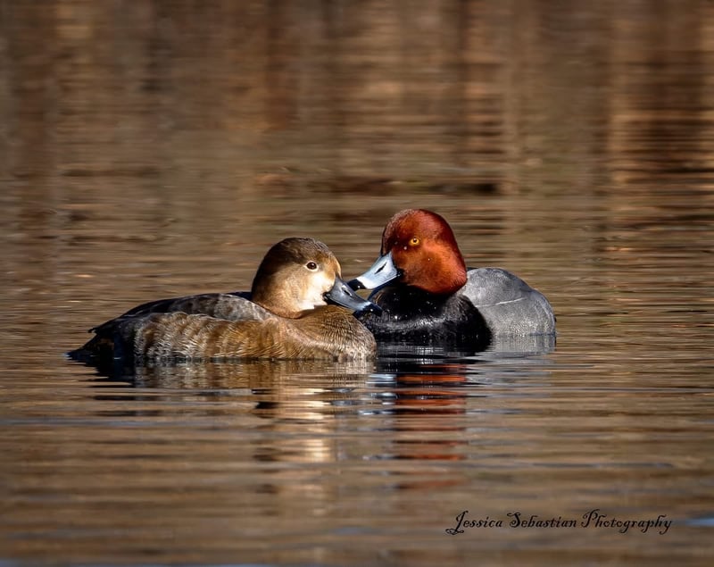 Chirp photo