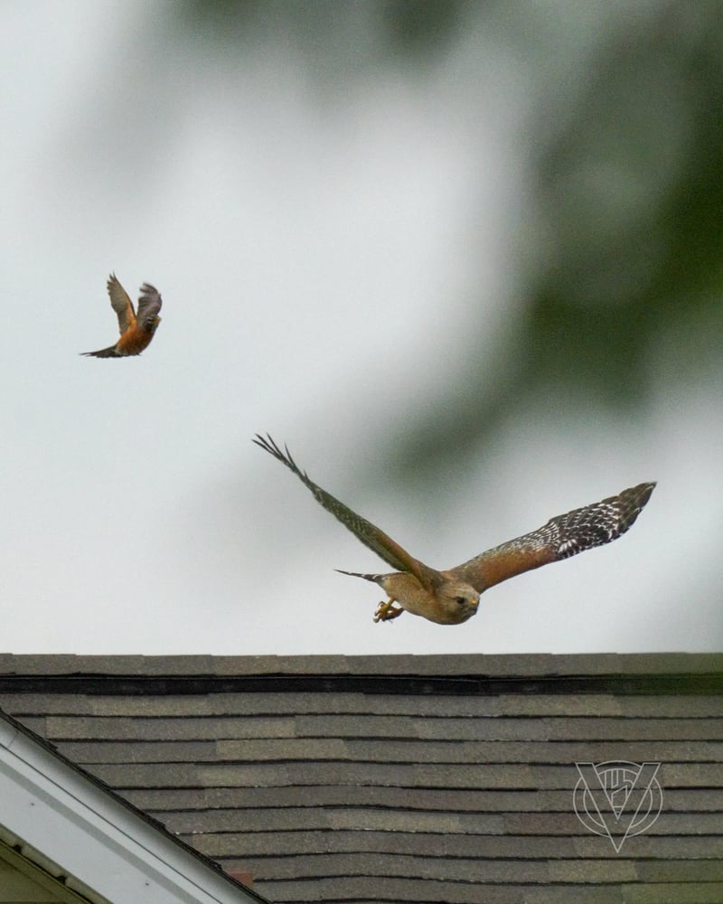 Chirp photo